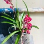 Rodriguezia lanceolata 花