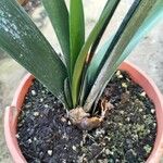 Clivia nobilis List