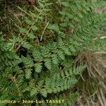 Woodsia ilvensis برگ