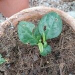 Plumbago indica Hoja