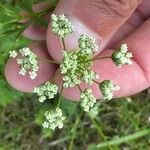 Pimpinella saxifragaBlomst