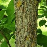 Halesia carolina Bark