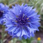 Centaurea cyanus Květ