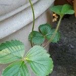 Fragaria × ananassa 葉
