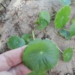 Hydrocotyle umbellata List