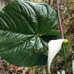 Anthurium nymphaeifolium Kvet