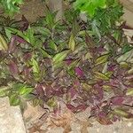 Tradescantia zebrinaBlatt