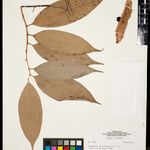 Anaxagorea brachycarpa Levél