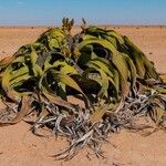 Welwitschia mirabilis Pokrój