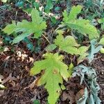 Morus rubra Leaf