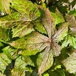 Podophyllum hexandrum Leht