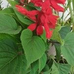 Salvia splendens 花