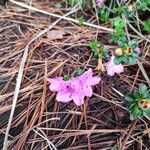 Rhododendron kiusianum Floro