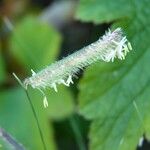 Bouteloua gracilis Fiore