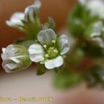 Radiola linoides Alia