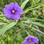 Solanum laciniatumЦвят