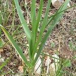 Allium porrum Leaf