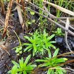 Syngonanthus caulescens Lapas