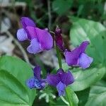 Lathyrus vernusᱵᱟᱦᱟ