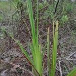 Dianella ensifolia Leaf