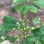 Psychotria serpensFruit