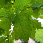 Quercus × rosacea Blad