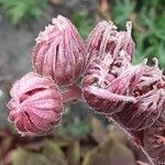 Sempervivum tectorum Flower