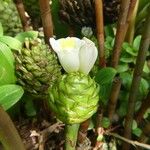 Costus afer Blüte