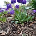 Primula denticulata Habit