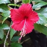 Hibiscus rosa-sinensis Blodyn