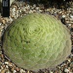 Aeonium tabulaeforme Лист