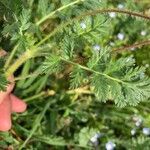 Geranium maderenseLeaf