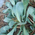 Jacobaea auricula Leaf