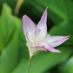 Curcuma longa Annet