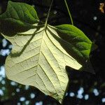 Liriodendron tulipifera Leaf