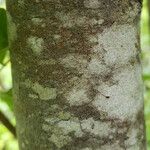 Malus pumila кора