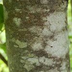 Malus pumila Bark