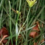 Gagea spathacea 其他