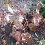 Saxifraga stolonifera Blomst