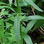 Erysimum cheiranthoides Blatt