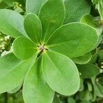 Jacquinia arborea Levél