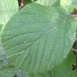 Rubus nigricans Leaf