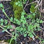 Cardamine oligosperma Φύλλο