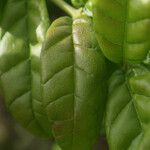 Combretum constrictum Leaf