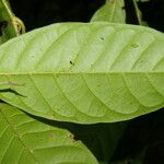 Coccoloba acuminata পাতা