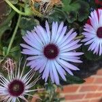 Cleretum bellidiforme Flower