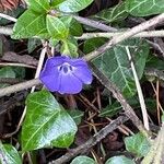 Vinca minorBlüte