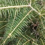 Abies cephalonica Fuelha