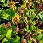 Ligularia dentata Fruit