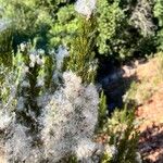 Baccharis paniculata Çiçek